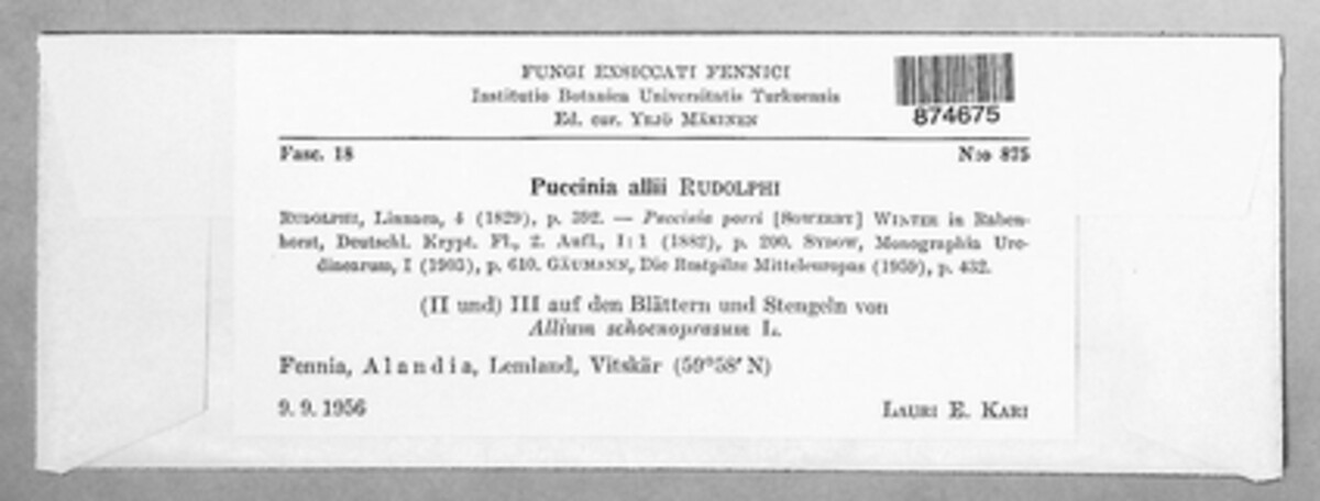 Puccinia allii image